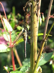 SX24048 Dragonfly in Biesbosch.jpg